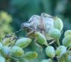 Dolycoris baccarum